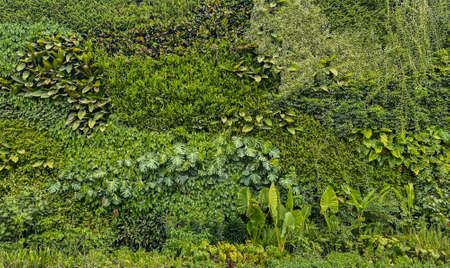 natural green wallpaper and background. nature wall.の写真素材