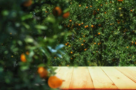 Empty wood table with free space over orange trees, orange field background. For product display...
