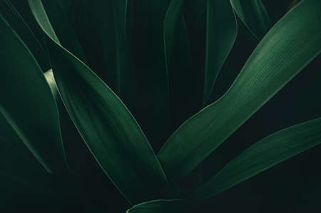 abstract green leaf texture, nature background, tropical leafの写真素材