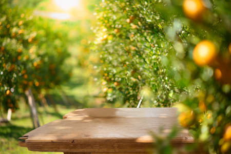 Empty wood table with free space over orange trees, orange field background. For product display montageの写真素材