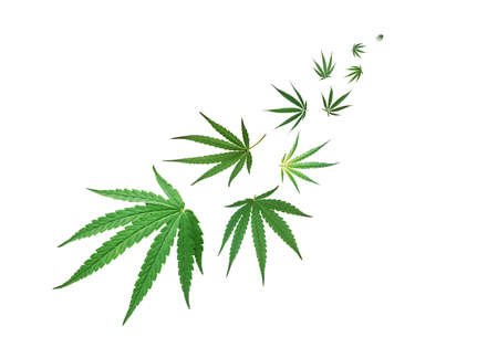 Green Floating Leaves Flying Leaves Green Leaf Dancing, green cannabis leaf drug marijuana herb.の写真素材