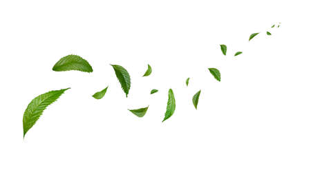 Green Floating Leaves Flying Leaves Green Leaf Dancing, Air Purifier Atmosphere Simple Main Pictureの写真素材