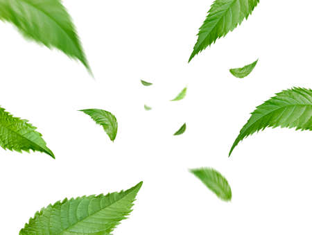 Green Floating Leaves Flying Leaves Green Leaf Dancing, Air Purifier Atmosphere Simple Main Pictureの写真素材