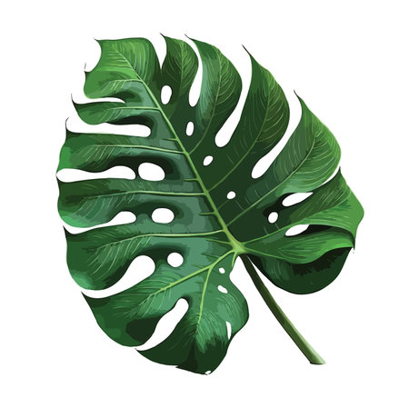 Monstera leaves leaves with IsolateMonstera leaves leaves with Isolate on white background Leaves on whiteの写真素材