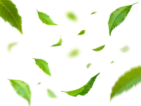 Green Floating Leaves Flying Leaves Green Leaf Dancing, Air Purifier Atmosphere Simple Main Pictureの写真素材
