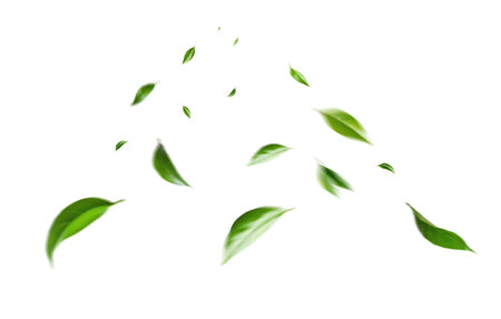 Flying green leaves on white background. Fresh spring foliage. Environment and ecology backdropの写真素材