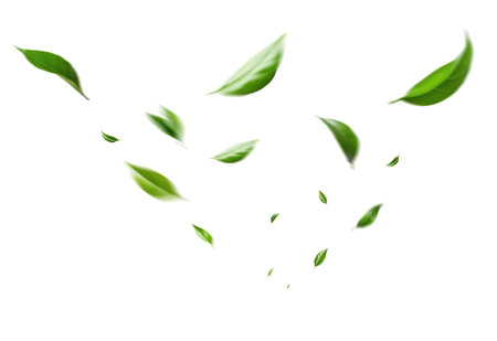 Flying green leaves on white background. Fresh spring foliage. Environment and ecology backdropの写真素材