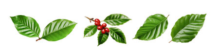 coffee leaves isolated white backgroundの写真素材