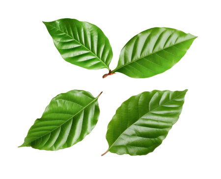coffee leaves isolated white backgroundの写真素材