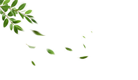 Flying green leaves on white background. Fresh spring foliage. Environment and ecology backdropの写真素材