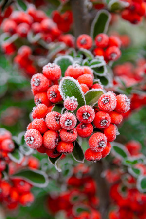 First autumn frost. Morning frost. Red berries and green bush leaves covered with white frost in the...