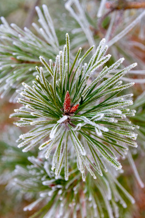 First autumn frost. Morning frost. Green pine branches in the garden covered with white frost....