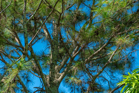 tree cup under a blue sky