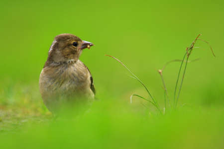 female finch eatingの写真素材
