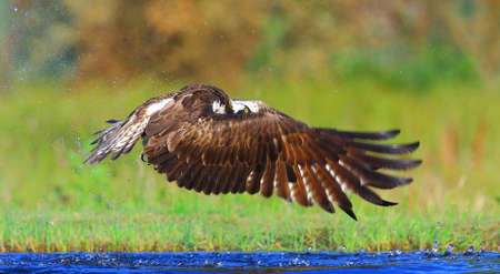 osprey fishing in scotlandの写真素材