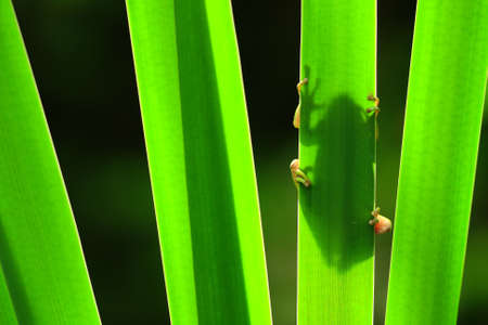 Hyla meridionalisの写真素材