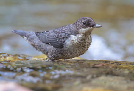 white-throated dipper in the riverの写真素材