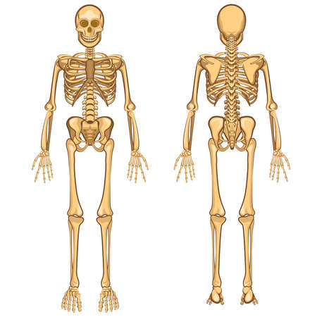 Human Body Anatomy Skeleton and Internal Organ Vector Illustrationのイラスト素材