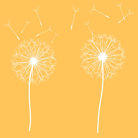 bright orange background with beautiful white delicate dandelions. vector illustrationのイラスト素材