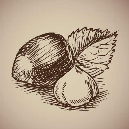Vector illustration. Drawn by hand. Vintage nuts.のイラスト素材