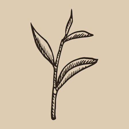 Tea leaf engraving. A beautiful and useful plant in the sketch style. Vector illustration.  10.のイラスト素材