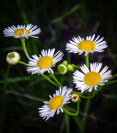 few daisies close-upの写真素材