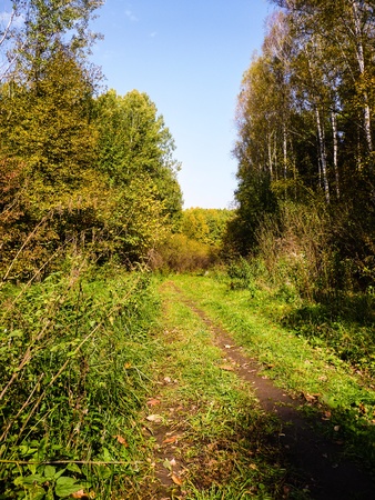 green sunny road in the forestの写真素材