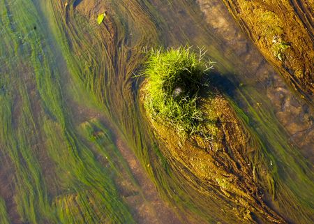 Algae detail in riverの写真素材