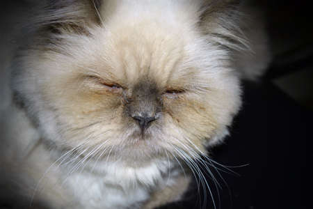 Cute cat portraitureの写真素材