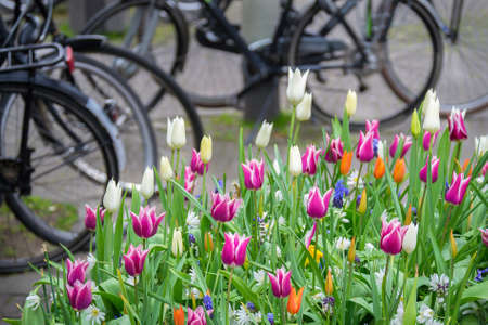 Tulips and bikes in the streets of Hollandの写真素材