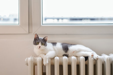 Young beautiful domestic cat resting on a hot radiator under the window and looking at cameraの写真素材