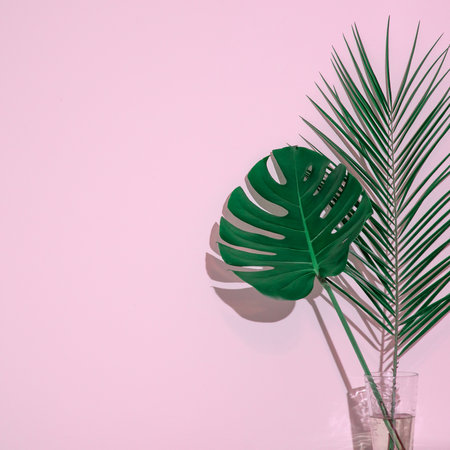 Pink greeting card with tropical palm and monstera leaves in a vase and copy space. 
Love for green nature concept.の写真素材
