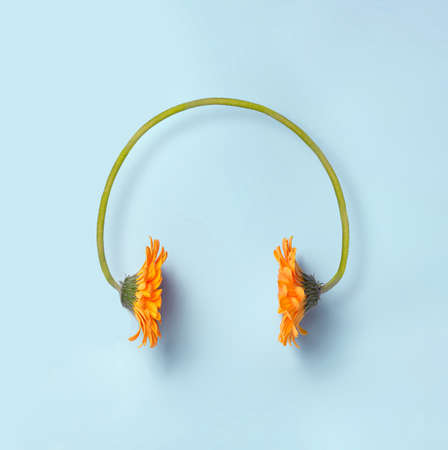 Minimal spring and music concept. Two orange daisy flowers making a headset on a simple blue background. Sounds of nature.の写真素材
