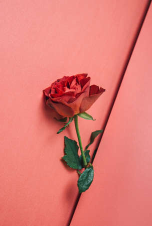 Romantic greeting card with natural red rose in an envelope Womens day celebration design.の写真素材