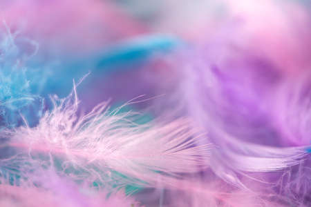 Closeup of fluffy colorful feathers with shallow focus. Spring and Easter concept background.の写真素材