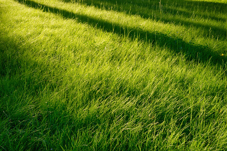 Idyllic green grass glade at morning sun. Long tree diagonal shadows over it. Natural abstract background, seasonal and outdoors themeの写真素材
