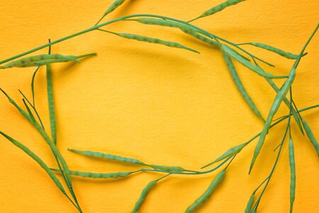 Yellow paper with green mustard pods as frame over it. Floral template and backgroundの写真素材