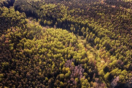Deep dark forest aerial view. Toned image