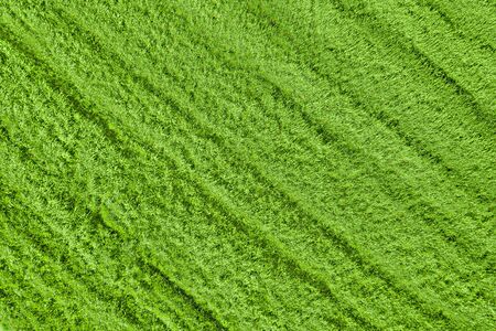 Green grass on the field top aerial view. Natural texture and backgroundの写真素材