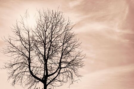 Silhouette of a single dark dead tree with birds on it against the sun and blue sky. Sepia toned imageの写真素材