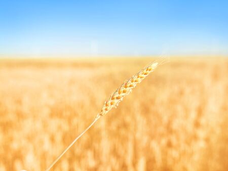 Single yellow ear of rye against ripe golden field and blue skyの写真素材