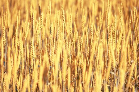 Bright golden rye field with selective focus on the earsの写真素材