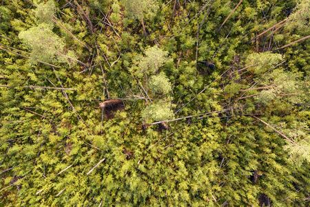 Deep wild forest with deadfall top view.  Wilderness with falling trees aerial landscape