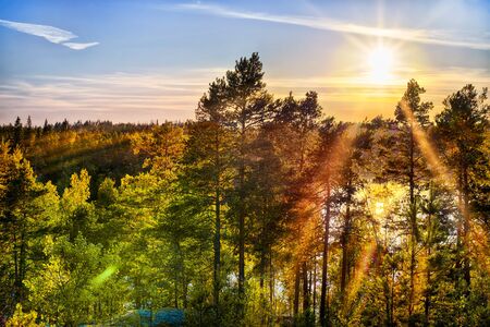 Bright sunset sun over deep forest. HDR landscapeの写真素材