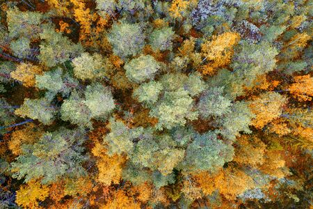 Bright autumn northern forest top aerial view. Rock forest in Karelia, Russiaの写真素材