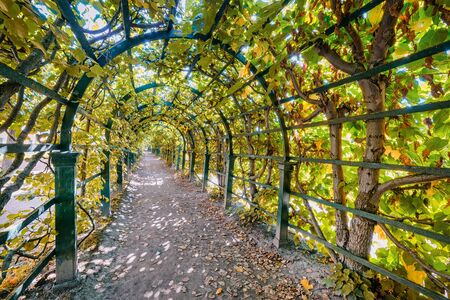 Long green gallery in the formal garden in autumn colors. Wide angle viewの写真素材