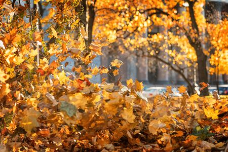 Autumn in the city. Flying orange leaves against defocused cityscape. Saint Petersburg, Russiaの写真素材