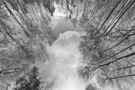 High bare trees in the forest low angle view. Black and white imageの写真素材