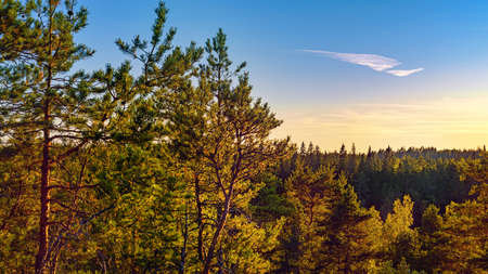 Woodland at sunset. HDR landscape in Karelia, Russia