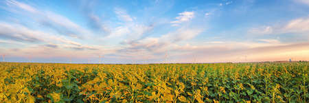 Rural landscape with wind power plant in the green sunflower field and cloudy sky. Large and wide panoramic viewの写真素材